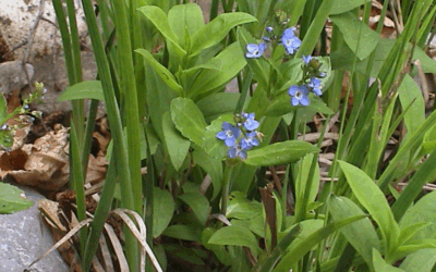Bachbunge – eine Wildpflanze, die es feucht mag