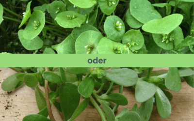 Portulak – welcher darf es denn sein?