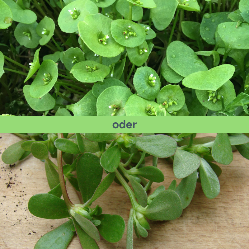 Blogtitelbild, zweigeteilt. Oben ist der Winter-Portulak abgebildet, unten der Sommer-Portulak. Beide sind durch das Wort 