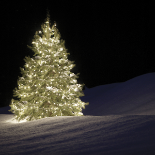 Weihnachtlich beleuchteter Nadelbaum im Schnee