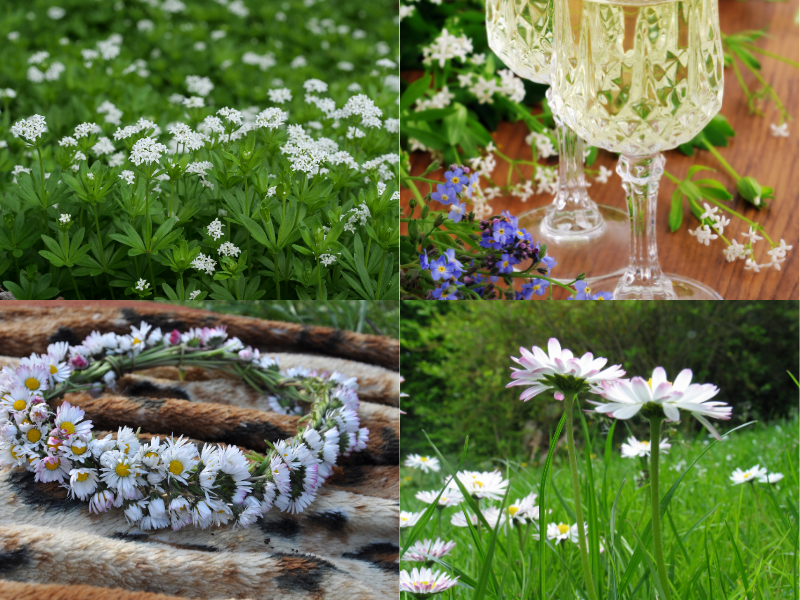 galium und bellis Viergeteiltes Bild, oben links sie´ht man blühenden Waldmeister, daneben 2 Glaeser mit Maibowle. Unten links ist ein Kranz aus Gaensebluemchen auf einen Holztisch liegend, daneben ein Bild von Gaensebluemchen in der Wiese.