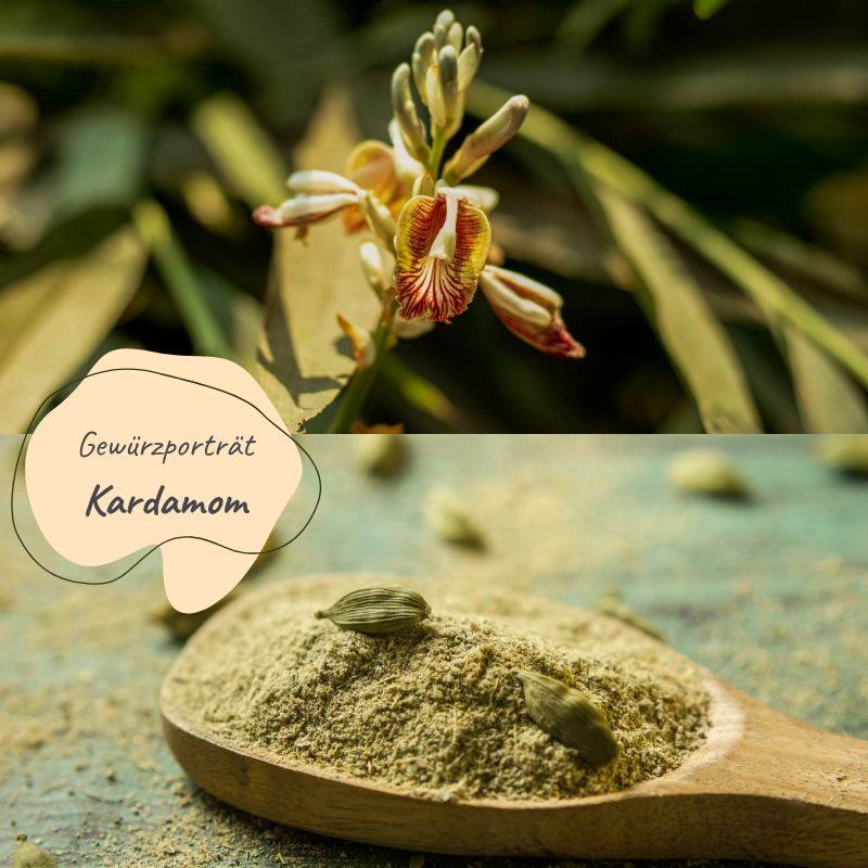 Blog-Titelbild Kardamom, das Bild ist in der Mitte geteilt. In der oberen Haelfte sieht man eine Kardamombluete in Nahaufnahme. In der unteren Haelfte ist ein Holzloeffel mit Kardamompulver und einigen Samen zu sehen