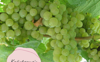 Kräuterwein