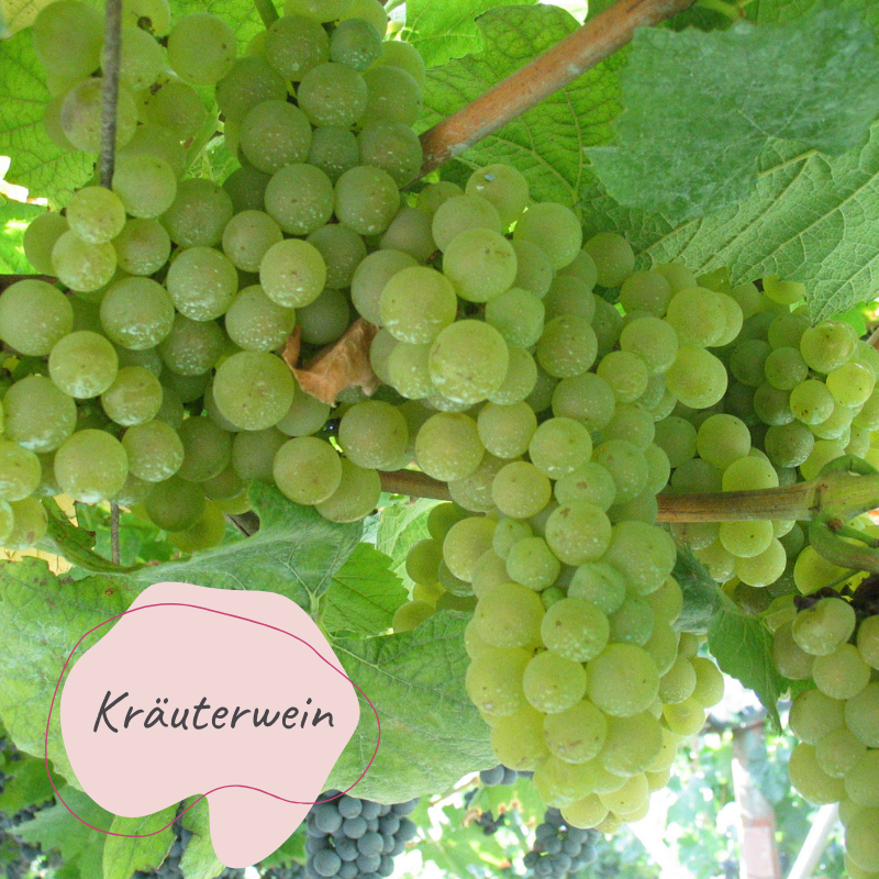 Titelbild des Blogbeitrags Kraeuterweine, es sind weiße Weintrauben am Rebstock hängend, abgebildet