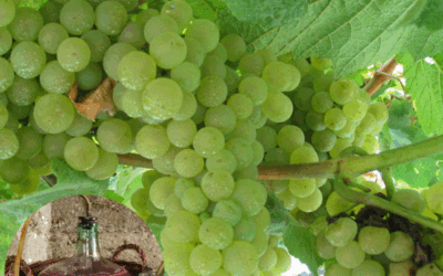 Kräuterwein – eine alte Tradition der Arzneimittelzubereitung