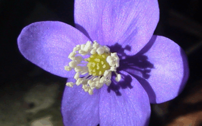 Leberblümchen – Himmelsstern und Frühlingsbote