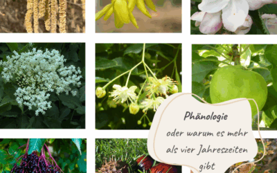 Phänologie – oder warum es mehr als vier Jahreszeiten gibt