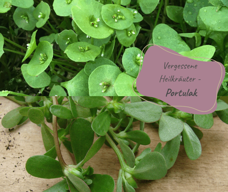 Portulak – welcher darf es denn sein?