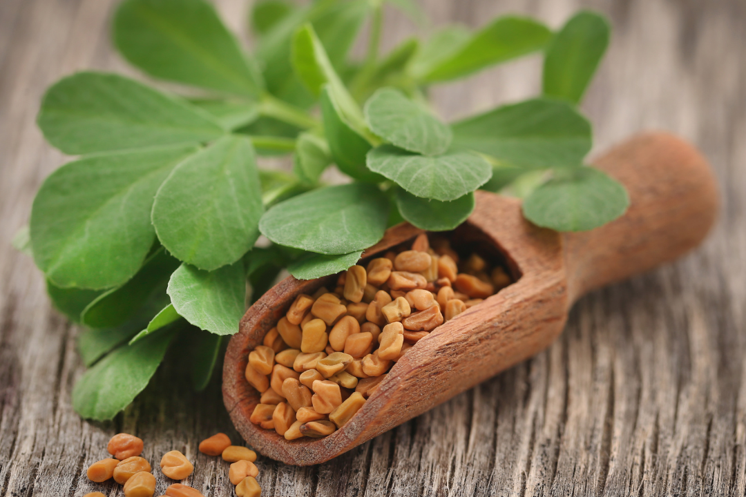 Mehrere Blueten des Schabzigerklees