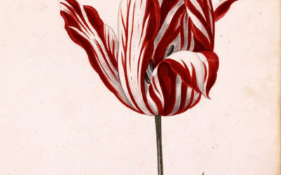 Tulpenmanie | Wie die Tulpe zum Spekulationsobjekt wurde