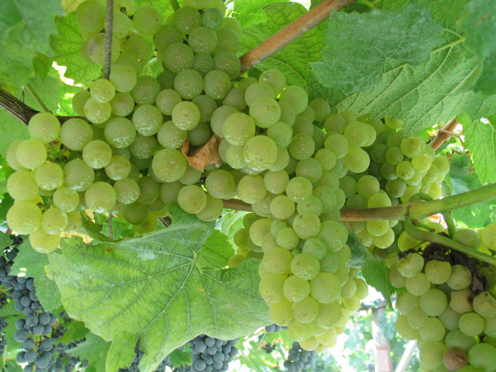 weisse Weintrauben am Weinstock haengend, im Hintergrund sind auch dunkle Weintrauben zu sehen