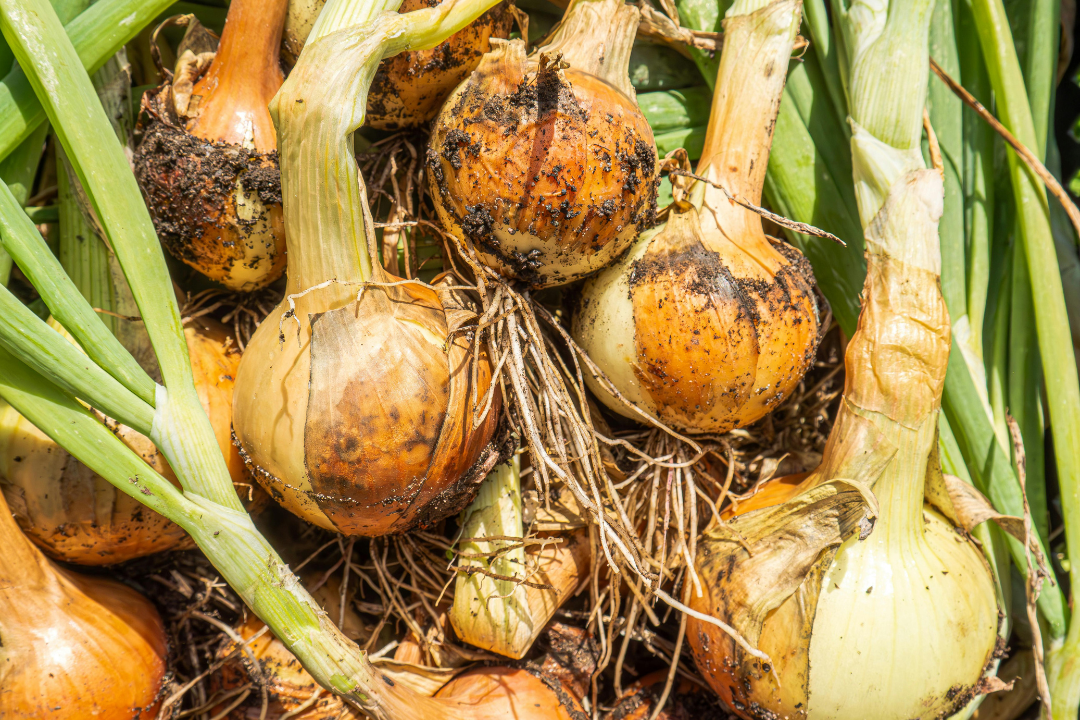 Rote Zwiebel im Beet